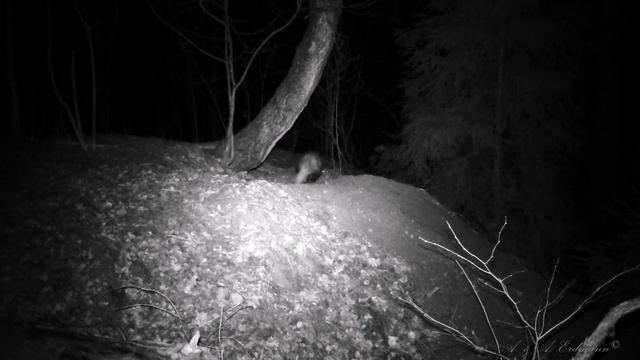 Барсучья нора, 3-я неделя марта смотреть онлайн