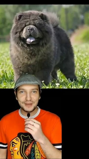 Как современные животные выглядели в прошлом #shorts смотреть онлайн