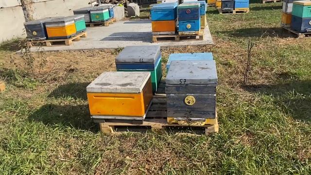 После пожара построили бетонный омшаник. И привезли пчел с полей домой зимовать. Пасека Солондаевых