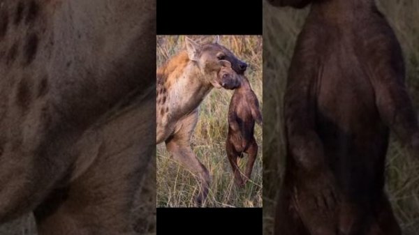 Беспощадные убийцы и канибалы - ГИЕНЫ