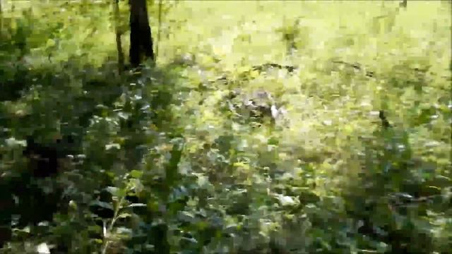 Кира собирает грибы (2019г) смотреть онлайн