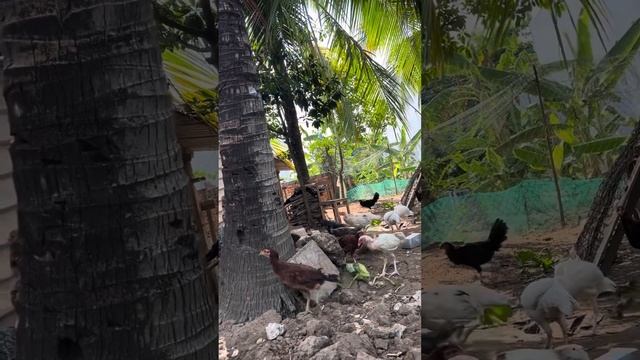 Tổng hợp hết các trại gà hay ở Sài Gòn về trại gà chị đẹp long an смотреть онлайн