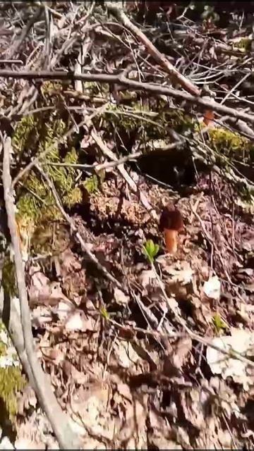 Verpa Bohemica Bitola