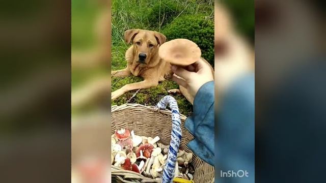 Поход в лес за грибами с собакой