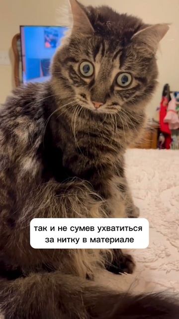 Ткань антикоготь #бюджетныепокупки #бюджетныйремонт #идеиремонта #ремонт #современнаямебель #мебель смотреть онлайн