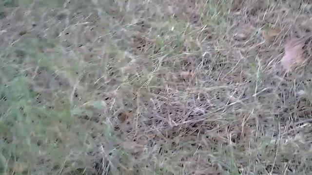 Мухомор смотреть онлайн