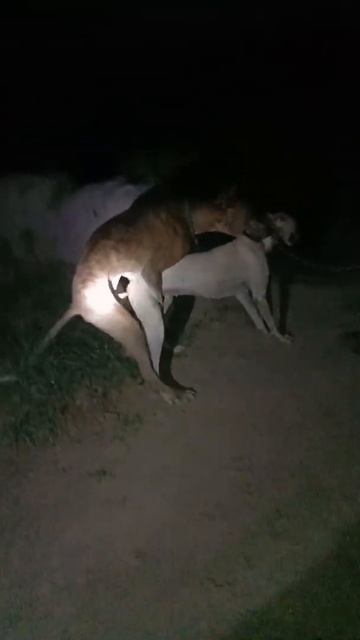 May 21, 2022 dog mating videos смотреть онлайн