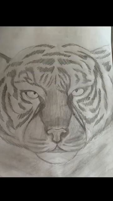 Рисунок тигра поэтапно | tiger drawing step by step #drawing #drawingtutorial #рисование смотреть онлайн