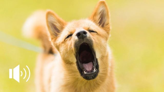 DOGS BARKING Sound Effects High Quality смотреть онлайн