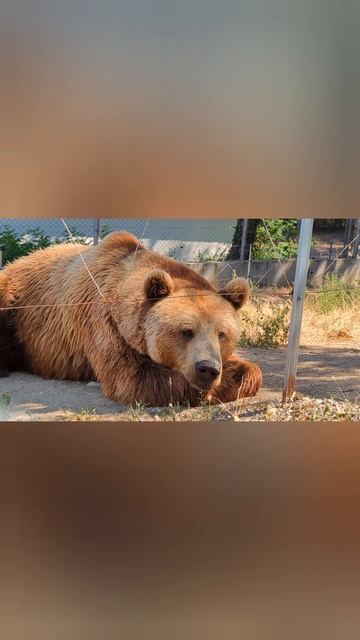 Bears are very smart #shorts #predator #животное смотреть онлайн