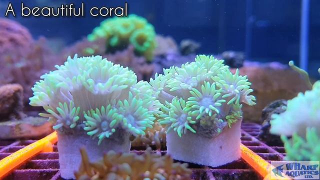 Goniopora - Flowerpot Coral - Wharf Aquatics, Marine Department