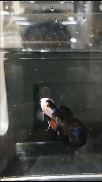 #DELTA TAIL BETTA #HALFMOON #COMBTAIL BETTA #ROUND TAIL BETTA #PLAKAT BETTA #DOUBLE TAIL BETTA #692 смотреть онлайн