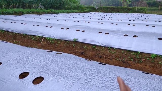 PENGOLAHAN LAHAN PUPUK DASAR | CARA TANAM CABE FULL METODE MAS UDIN смотреть онлайн