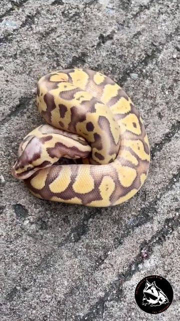 Super pastel caramel albino ball python ละมุนจนยากจะละสายตา смотреть онлайн