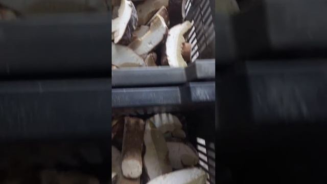 Белый гриб 3 сорт обзор пластин смотреть онлайн