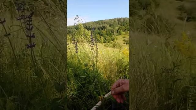 Грибы и ягоды пошли...