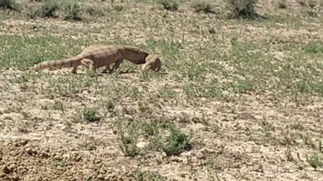 #monitor lizard vs gopher #варан против суслика смотреть онлайн