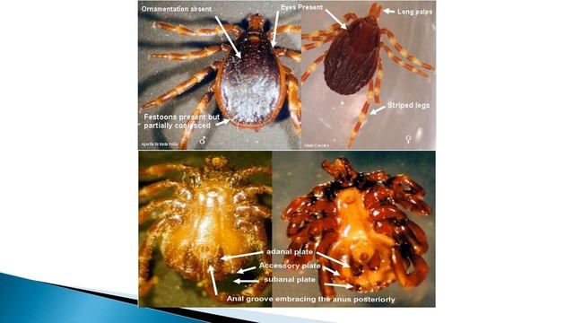 Ticks Hyalomma