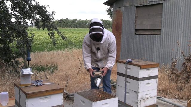 Beekeeper's Buzz - West Coast Region, July 2024 смотреть онлайн