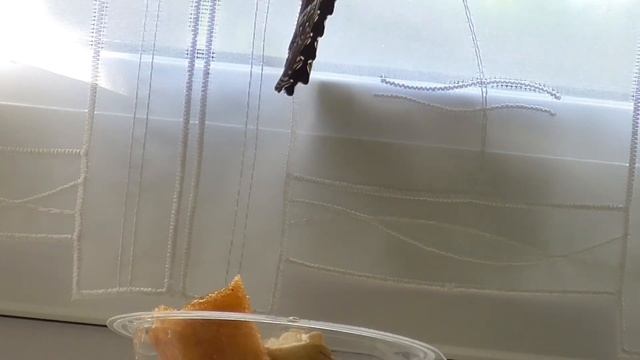 Morpho peleides смотреть онлайн