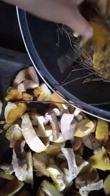 Первые маслята, сущим грибочки))) смотреть онлайн