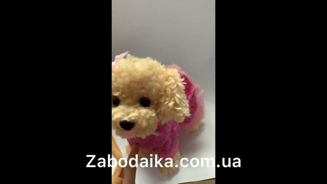 Собачка на поводке ходит под музыку , гавкает смотреть онлайн