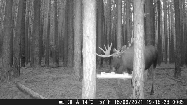 Солонец № 2 - Лоси на солонце в бору часть1 смотреть онлайн