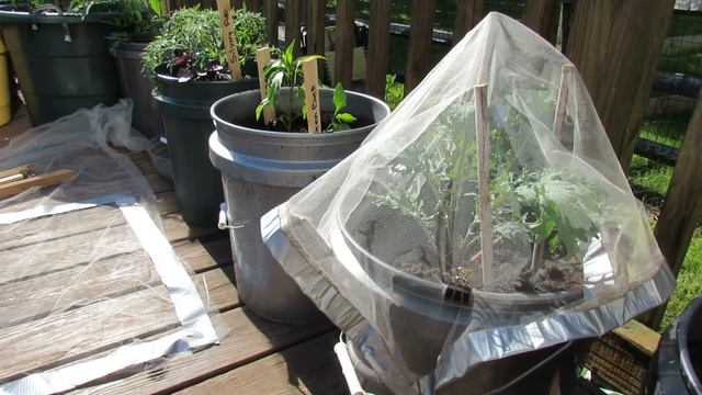 Protecting Kales & Collards Using Tulle Fabric Squares: No Cabbage Loopers! - TRG 2014 смотреть онлайн