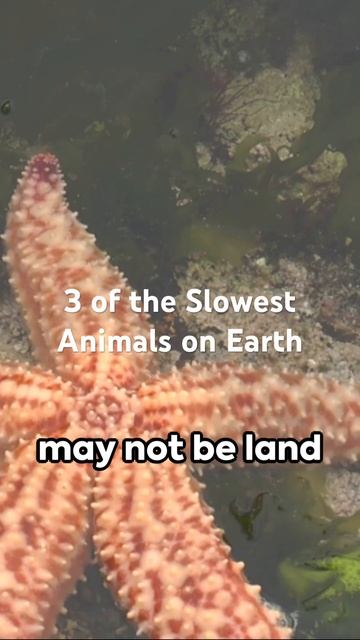 3 of the Slowest Animals on Earth #viral #reels #shorts смотреть онлайн