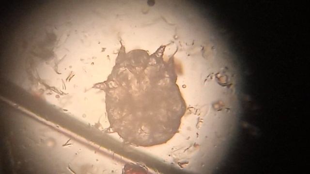 нотоэдроз - чесотка кошек смотреть онлайн