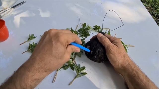 Ideia linda com beldroega - Jeito diferente de pendurar plantas смотреть онлайн