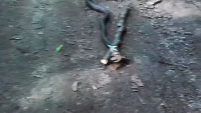 Уж поживает лягушку. Измайловский лесопарк смотреть онлайн
