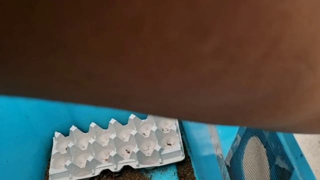 Best way to get rid of Gnats/fruit flies that invade your dubia colony смотреть онлайн