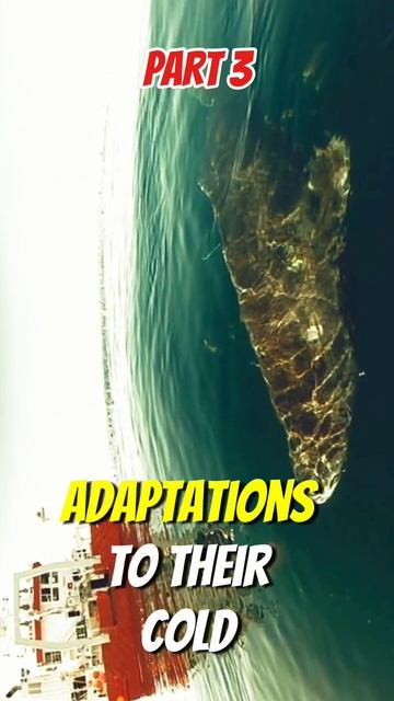 500-Year-Old Shark! #GreenlandMystery #animals Part 3 смотреть онлайн