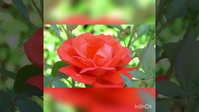 Поэзия. Мен бақыттымын. Жадыра Жақсылықова смотреть онлайн