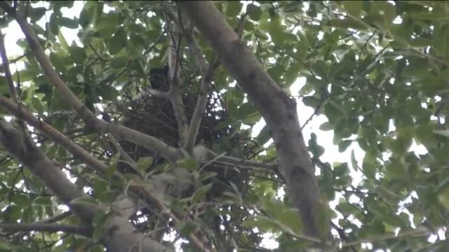 Гнездо Большеклювой вороны (Corvus macrorhynchos) Large billed Crow смотреть онлайн