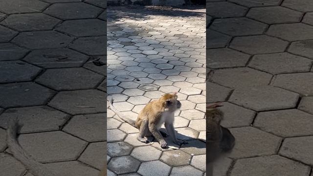 Обезьяна съела мороженое @KLBatuCaves смотреть онлайн