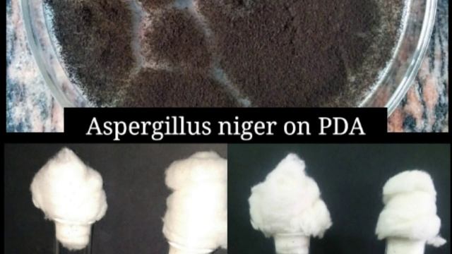 Importance Of Aspergillus Niger