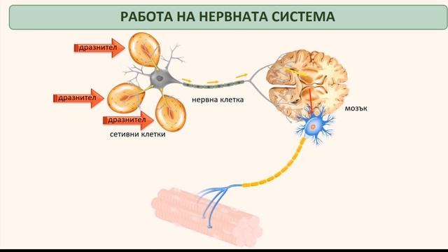 Биология и здравно образование за 7. клас на ИК „Анубис“ - електронен вариант