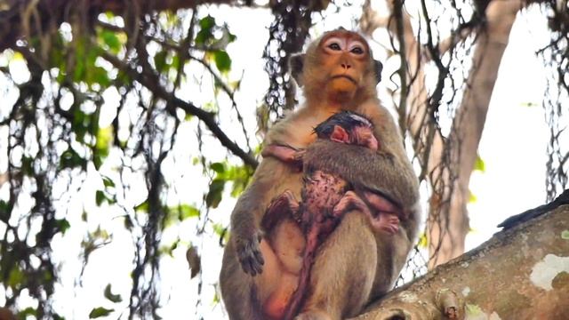 Wow...baby monkey LILY want to plays with newborn baby monkey MASHA of monkey MESSI. смотреть онлайн