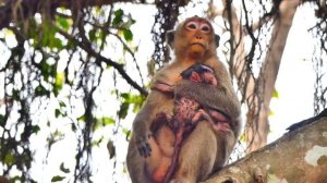 Wow...baby monkey LILY want to plays with newborn baby monkey MASHA of monkey MESSI.