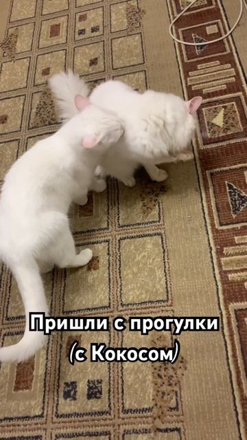 Не поймёт чем он пахнет😂 #домашниеживотные #котики #коты #животные #милота #домашниекотики #приколы смотреть онлайн