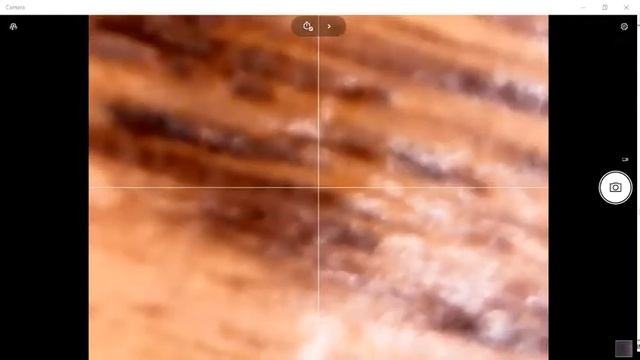 House Fly Under Microscope