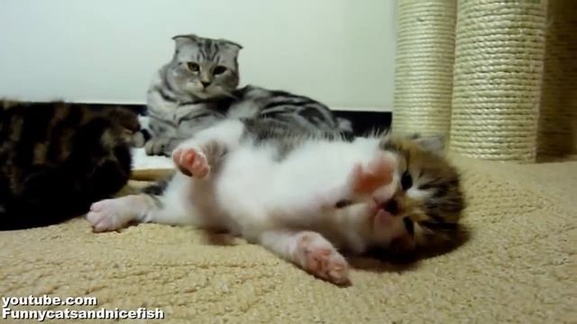 Мега смешное видео с котятами! смотреть онлайн