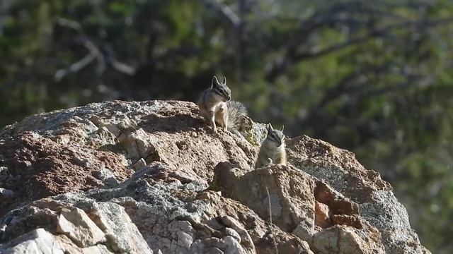 Cliff Chipmunks смотреть онлайн