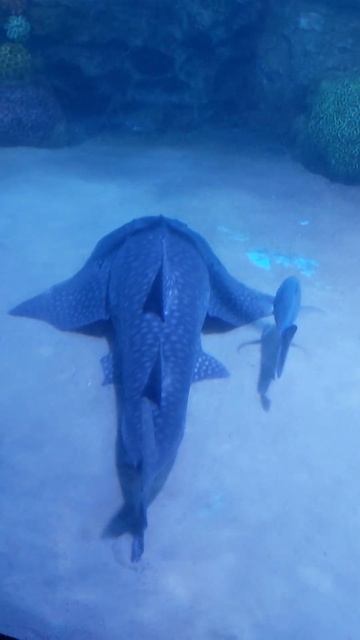 Bull 🐂Shark 🦈 Lemon 🍋 Shark 🦈 Coral 🪸 Reef Black ⚫️ Tip Shark 🦈 with 👍 Marine Fishes 🐟 Aquarium смотреть онлайн