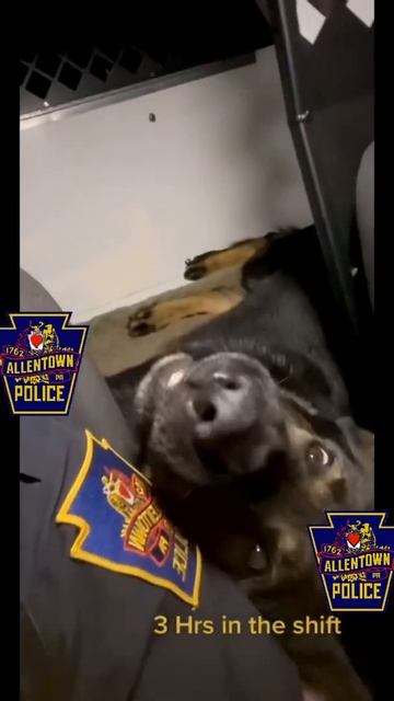 A day in the life of APD K9 Dingo смотреть онлайн