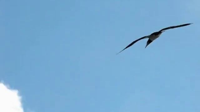 Delfi смотреть онлайн