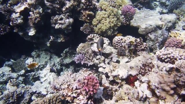 Naso Lituratus. Acanthuridae. Naso Elegans - Изящная рыба-носорог - Elegant Unicornfish  DSCF3299