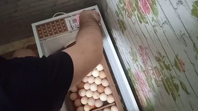 Купили второй инкубатор. Дети развлекаются,как могут...а мама просто в шоке! смотреть онлайн